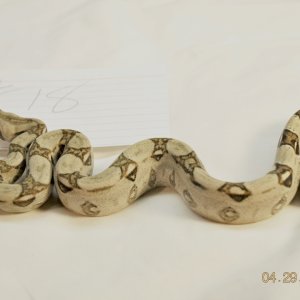 Male Possible Jungle $125