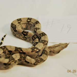 Male Normal $125