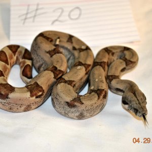 Male Hypo $175