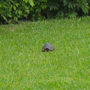 ALDABRA BREEDER