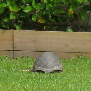 ALDABRA BREEDER
