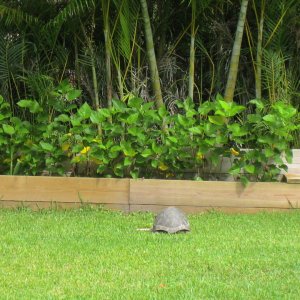 ALDABRA BREEDER
