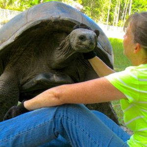 ALDABRA BREEDER