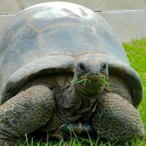 ALDABRA BREEDER