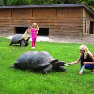 ALDABRA BREEDER