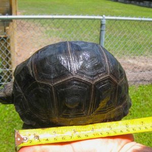 ALDABRA BREEDER