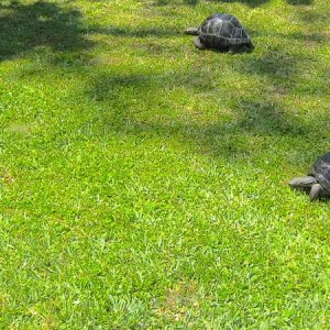 ALDABRA BREEDER