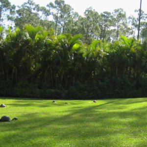 ALDABRA BREEDER