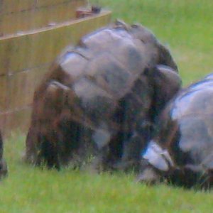 ALDABRA BREEDER