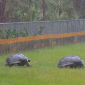 ALDABRA BREEDER