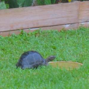 ALDABRA BREEDER