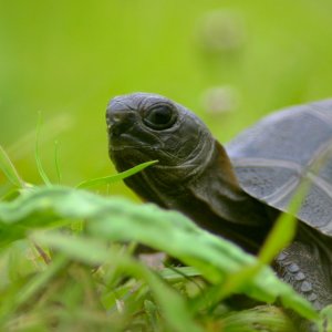 ALDABRA BREEDER