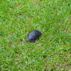 ALDABRA BREEDER