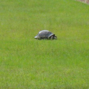 ALDABRA BREEDER