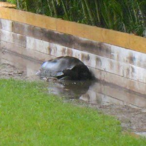 ALDABRA BREEDER