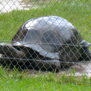 ALDABRA BREEDER