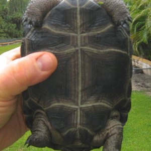 ALDABRA BREEDER