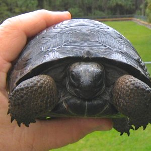 ALDABRA BREEDER