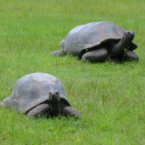 ALDABRA BREEDER