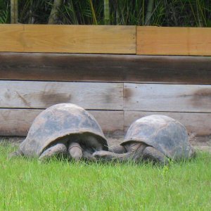 ALDABRA BREEDER