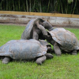 ALDABRA BREEDER