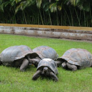 ALDABRA BREEDER