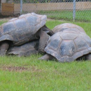 ALDABRA BREEDER