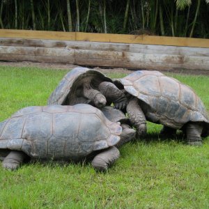 ALDABRA BREEDER