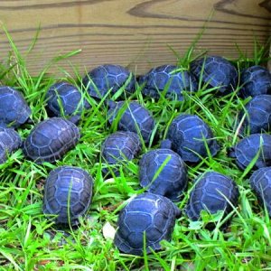 ALDABRA BREEDER