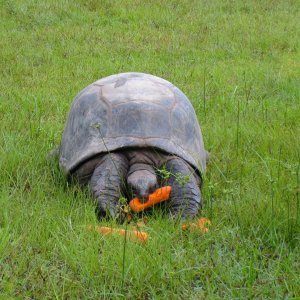 ALDABRA BREEDER