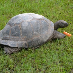 ALDABRA BREEDER