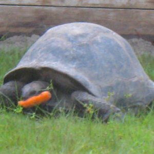 ALDABRA BREEDER