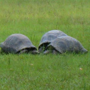 ALDABRA BREEDER