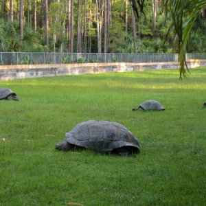 ALDABRA BREEDER