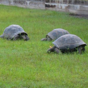 ALDABRA BREEDER