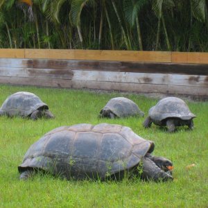 ALDABRA BREEDER