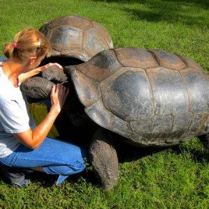 ALDABRA BREEDER