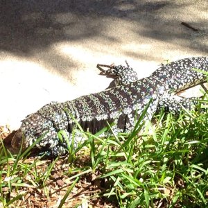 Blue Tegu