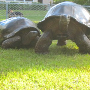 ALDABRA BREEDER