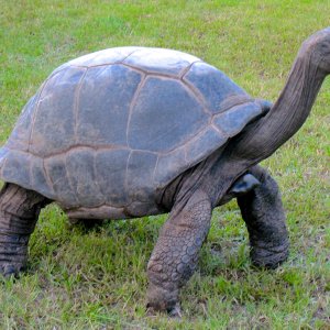 ALDABRA BREEDER