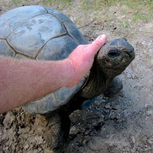 ALDABRA BREEDER