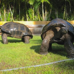 ALDABRA BREEDER