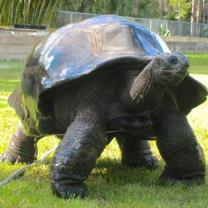 ALDABRA BREEDER