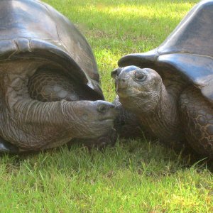 ALDABRA BREEDER