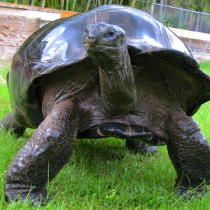 ALDABRA BREEDER