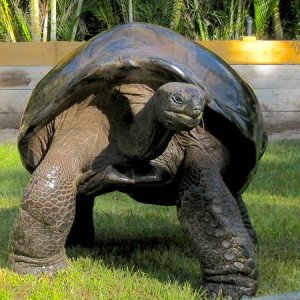 ALDABRA BREEDER