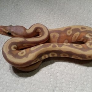 banana mojave