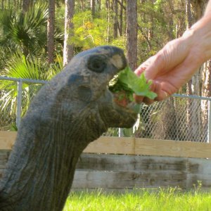ALDABRA BREEDER