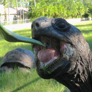 ALDABRA BREEDER