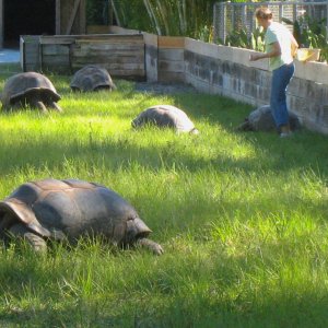 ALDABRA BREEDER